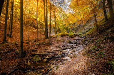 Slovak Mala Fatra dağlarında Biely Potok 'tan Maly Rozsutec' e güzel bir yol. Güneşli sonbahar manzarası.