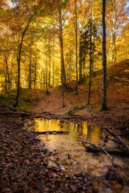 Slovak Mala Fatra dağlarında Biely Potok 'tan Maly Rozsutec' e güzel bir yol. Güneşli sonbahar manzarası.