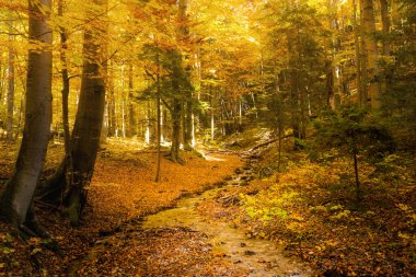 Slovak Mala Fatra dağlarında Biely Potok 'tan Maly Rozsutec' e güzel bir yol. Güneşli sonbahar manzarası.