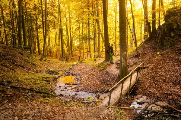 Sonbahar Ormanlarında Gezen Yetişkin Turistler Slovak Mala Fatra Dağlarında Çekilen — Stok fotoğraf