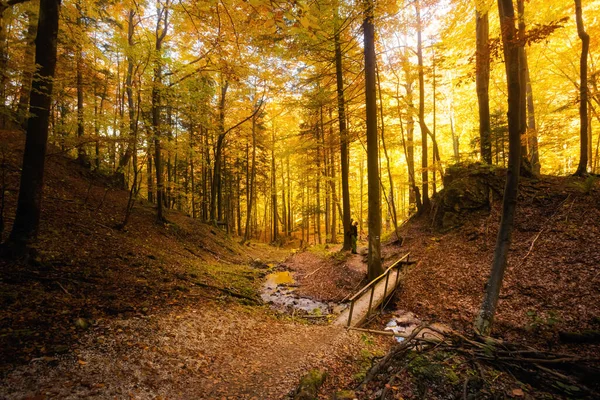 Дорослі Туристи Йдуть Осінніми Лісами Фото Зроблене Словацьких Горах Мала — стокове фото
