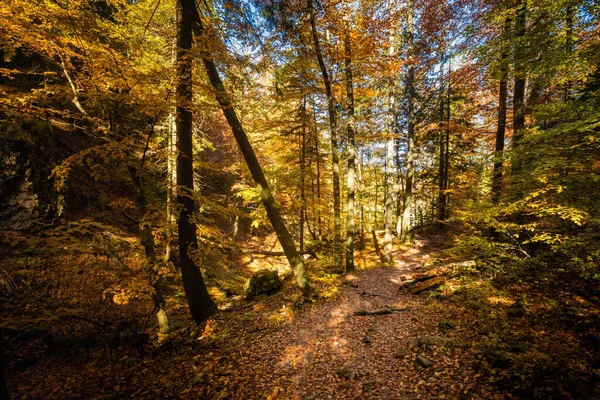 Krásná Cesta Malého Rozsutce Biely Potok Slovenských Pohoří Malá Fatra — Stock fotografie