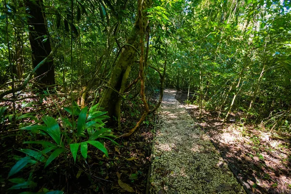 Prachtige Natuur Roberto Barrios Cascadas Park Palenque Mexico Levendige Landschapsfoto — Stockfoto