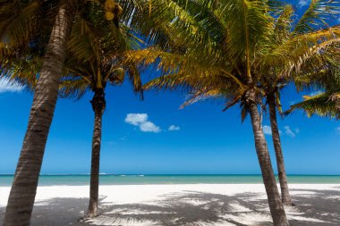 Güneşli bir günde Meksika 'daki güzel Progreso plajı. Palmiyeleri ve mavi gökyüzü olan beyaz sahil.