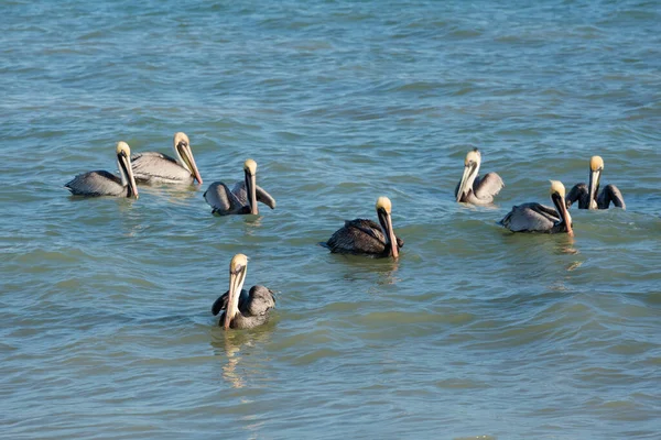 Schöne Amerikanische Weiße Pelikane Progreso Strand Mexiko Während Eines Sonnigen — Stockfoto