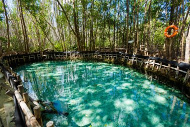 Güneşli bir günde Meksika, Progreso 'daki güzel El Corchito Ekolojik Rezervi. Eko kavramı.