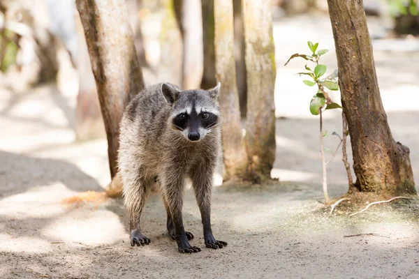 美しい野生動物 晴れた日の間にメキシコのプログレソにあるエル コルキト生態保護区でのラクーン エココンセプト — ストック写真