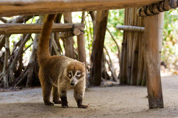 Gyönyörű Vadon Élő Állatok Coati Nasua Corchito Ökológiai Rezervátum Progreso — Stock Fotó