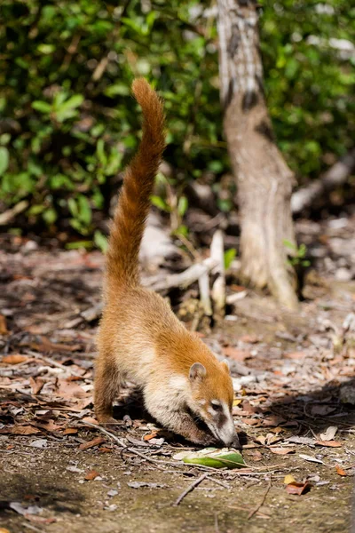 Piękne Dzikie Zwierzęta Coati Nasua Corchito Rezerwat Ekologiczny Progreso Meksyk — Zdjęcie stockowe