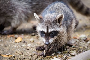 Beautiful wild animals - racoon in El Corchito Ecological Reserve in Progreso, Mexico during sunny day. Eco concept. clipart