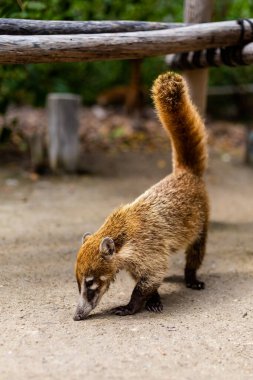 Güzel vahşi hayvanlar Coati, güneşli bir günde Meksika, Progreso 'daki El Corchito Ekolojik Rezervinde Nasua. Eko kavramı.