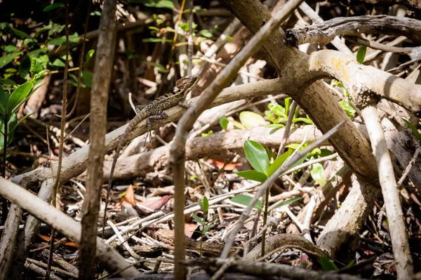 Красивое Дикое Животное Ящерица Эль Корчито Экологический Заповедник Прогресо Мексика — стоковое фото