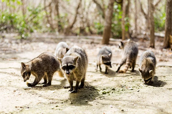 Piękne Dzikie Zwierzęta Szop Rezerwacie Ekologicznym Corchito Progreso Meksyku Słoneczny — Zdjęcie stockowe