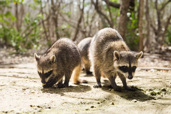 Belos Animais Selvagens Racoon Corchito Reserva Ecológica Progreso México Durante — Fotografia de Stock