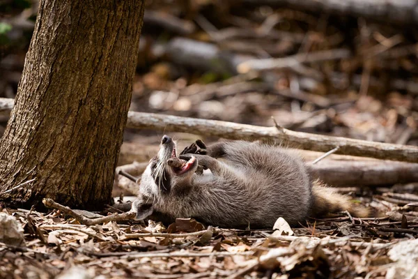 Belos Animais Selvagens Racoon Corchito Reserva Ecológica Progreso México Durante — Fotografia de Stock