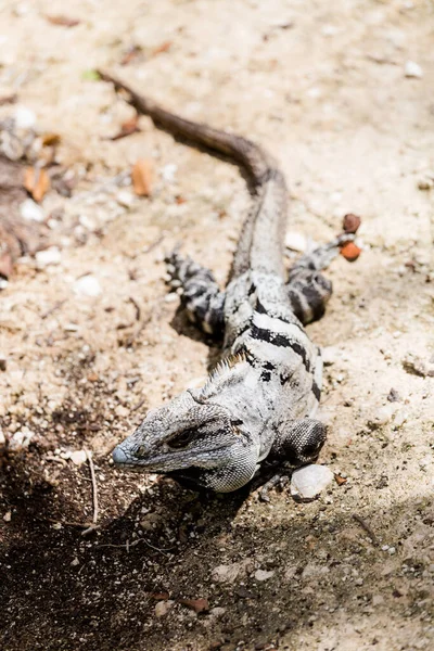 Hermoso Animal Salvaje Lagarto Reserva Ecológica Corchito Progreso México Durante —  Fotos de Stock