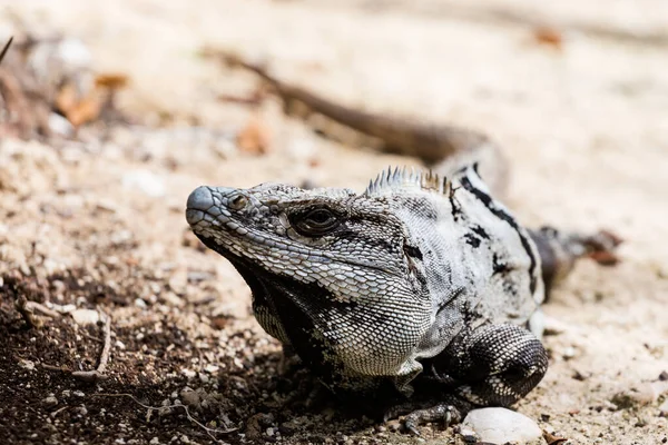 Animale Sălbatice Frumoase Șopârlă Rezervația Ecologică Corchito Din Progreso Mexic — Fotografie, imagine de stoc