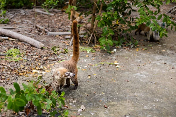 Красивые Дикие Животные Coati Насуа Эль Корчито Экологический Заповедник Прогресо — стоковое фото