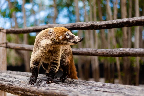 Güzel Vahşi Hayvanlar Coati Güneşli Bir Günde Meksika Progreso Daki — Stok fotoğraf