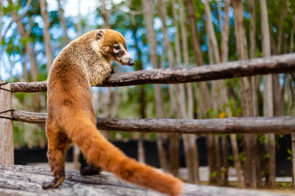 Beautiful Wild Animals Coati Nasua Corchito Ecological Reserve Progreso Mexico — Stock Photo, Image