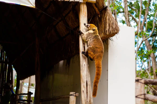 Hermosos Animales Salvajes Coati Nasua Corchito Reserva Ecológica Progreso México —  Fotos de Stock