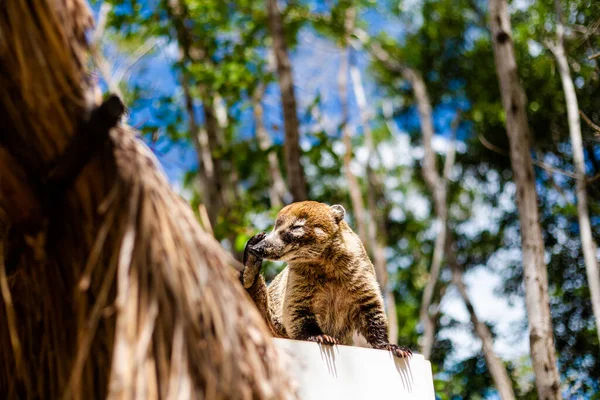 Belos Animais Selvagens Coati Nasua Corchito Reserva Ecológica Progreso México — Fotografia de Stock