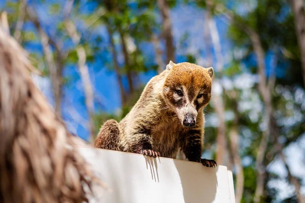 Belos Animais Selvagens Coati Nasua Corchito Reserva Ecológica Progreso México — Fotografia de Stock