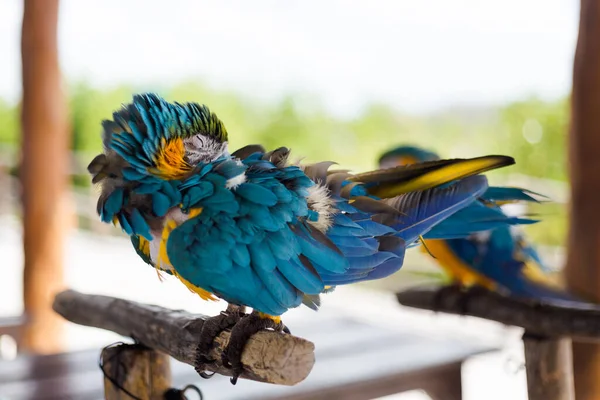 Piękne Dzikie Ptaki Rezerwacie Ekologicznym Corchito Progreso Meksyku Słoneczny Dzień — Zdjęcie stockowe