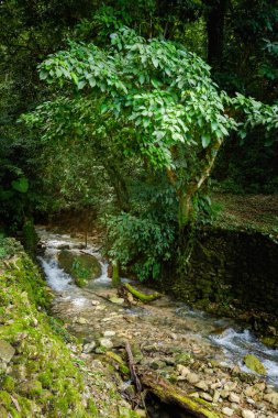 Meksika 'daki Palenque arkeolojik sahasında güzel piramitler. Canlı manzara fotoğrafı..