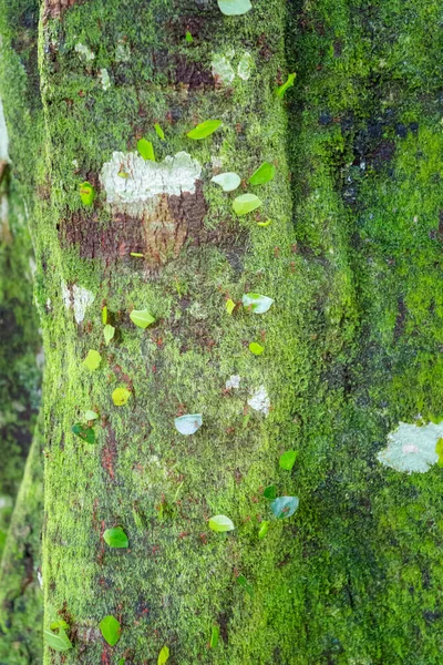 Vackra Myror Arbetar Agua Azul Kaskadpark Palenque Mexiko Livlig Landskap — Stockfoto