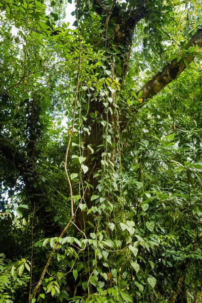 Vackert Landskap Agua Azul Kaskader Park Palenque Mexiko Livlig Landskap — Stockfoto
