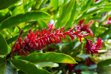 Palenque, Meksika 'da güzel bir çiçek detayı. Chiapas 'ın canlı doğası
