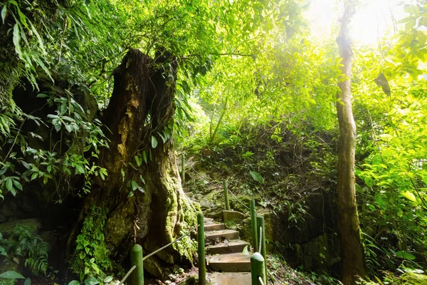 Hermoso Paisaje Del Parque Cascadas Misol Chiapas Cerca Palenque México —  Fotos de Stock