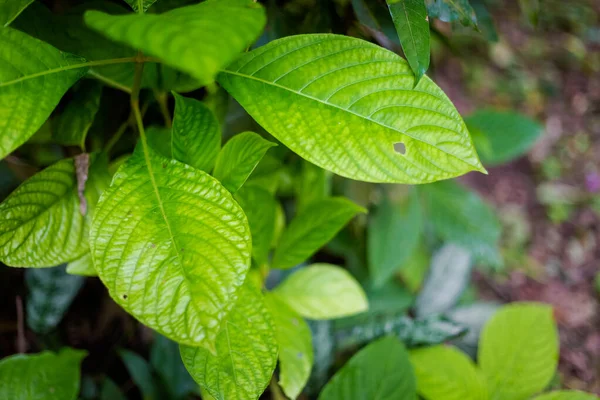 美丽的植物细节在帕伦克 墨西哥 Chiapas的生动性质 — 图库照片