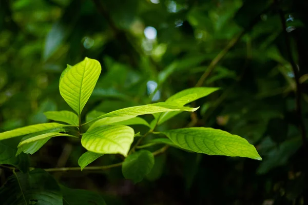 美丽的植物细节在帕伦克 墨西哥 Chiapas的生动性质 — 图库照片