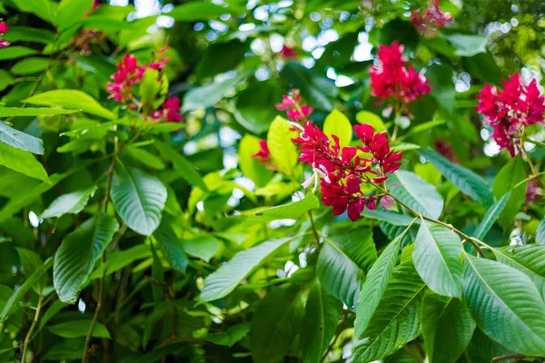 Belo Detalhe Floral Veracruz México Natureza Vívida Chiapas — Fotografia de Stock