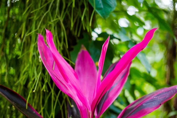 Όμορφη Λουλουδένια Λεπτομέρεια Στο Palenque Μεξικό Ζωηρή Φύση Του Chiapas — Φωτογραφία Αρχείου