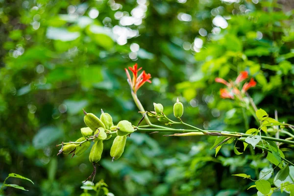Belo Detalhe Floral Veracruz México Natureza Vívida Chiapas — Fotografia de Stock