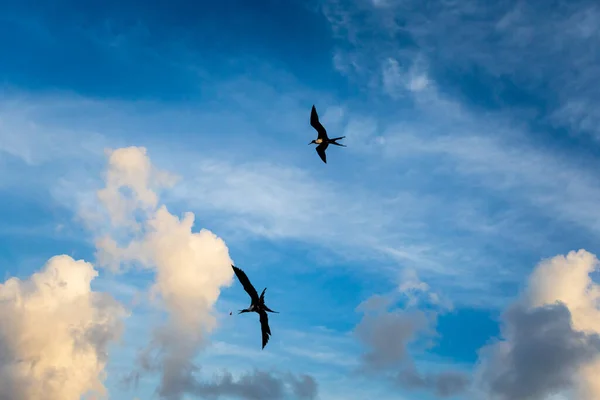 Bela Paisagem Caribenha Com Fotos Pássaros Tiradas Praia Mahahual México — Fotografia de Stock