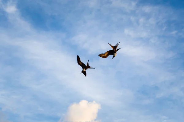 Hermoso Paisaje Caribeño Con Fotos Aves Tomadas Playa Mahahual México — Foto de Stock