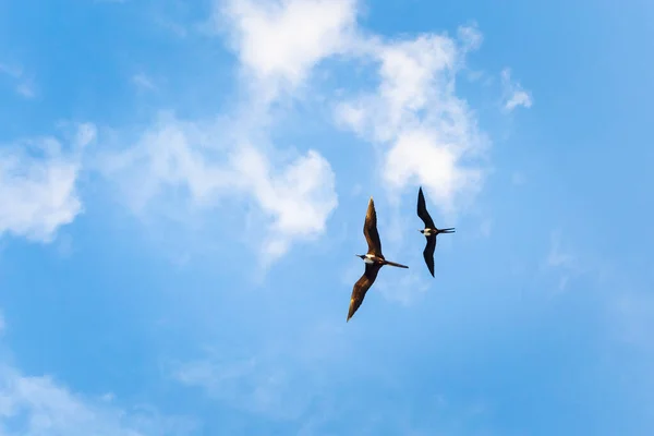 晴れた日にメキシコのMahaualビーチで撮影された鳥の写真と美しいカリブ海の風景 — ストック写真
