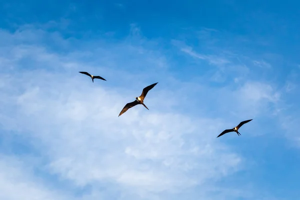 Güneşli Bir Günde Meksika Daki Mahahual Plajında Kuşların Çektiği Güzel — Stok fotoğraf
