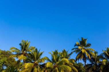 Goa, Hindistan 'da ünlü Palolem plajında mavi gökyüzü ile çekilmiş güzel manzara fotoğrafı..
