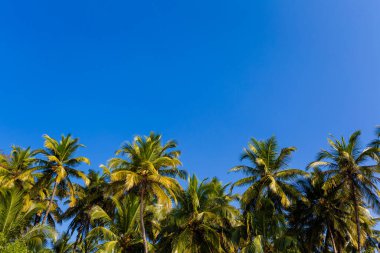 Goa, Hindistan 'da ünlü Palolem plajında mavi gökyüzü ile çekilmiş güzel manzara fotoğrafı..