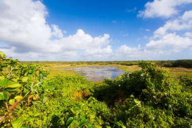 Güneşli bir günde Meksika 'daki Cozumel Adası' nda çekilen güzel manzara fotoğrafı..