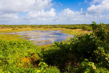 Güneşli bir günde Meksika 'daki Cozumel Adası' nda çekilen güzel manzara fotoğrafı..