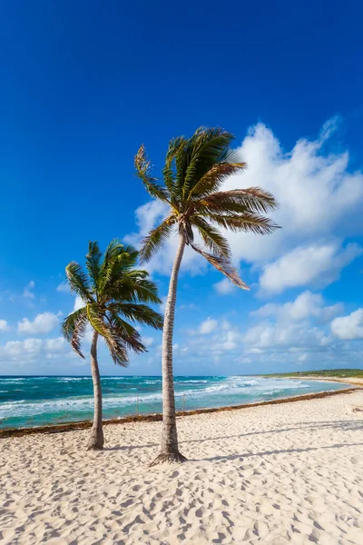 Piękny Krajobraz Zdjęcie Zrobione Wyspie Cozumel Meksyku Słoneczny Dzień Zdjęcia Stockowe bez tantiem