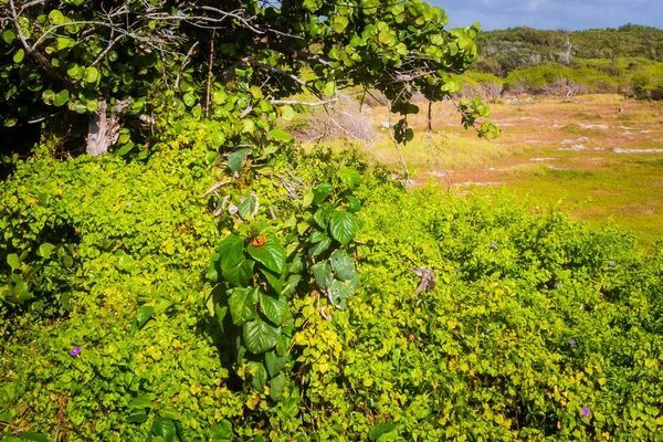 화창한 멕시코의 코수멜 섬에서 아름다운 스톡 이미지