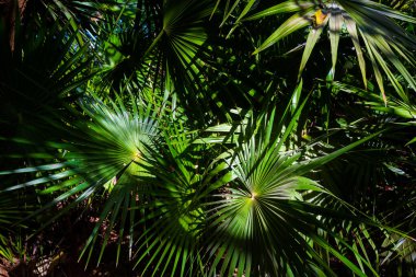 Güneşli bir günde Meksika 'nın Tulum şehrinde çekilmiş güzel Karayip ormanları manzarası.