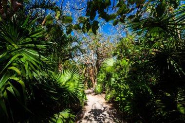 Güneşli bir günde Meksika 'nın Tulum şehrinde çekilmiş güzel Karayip ormanları manzarası.